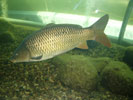 Karpfen im Aquariumsbecken