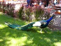 Pfau auf der Wiese